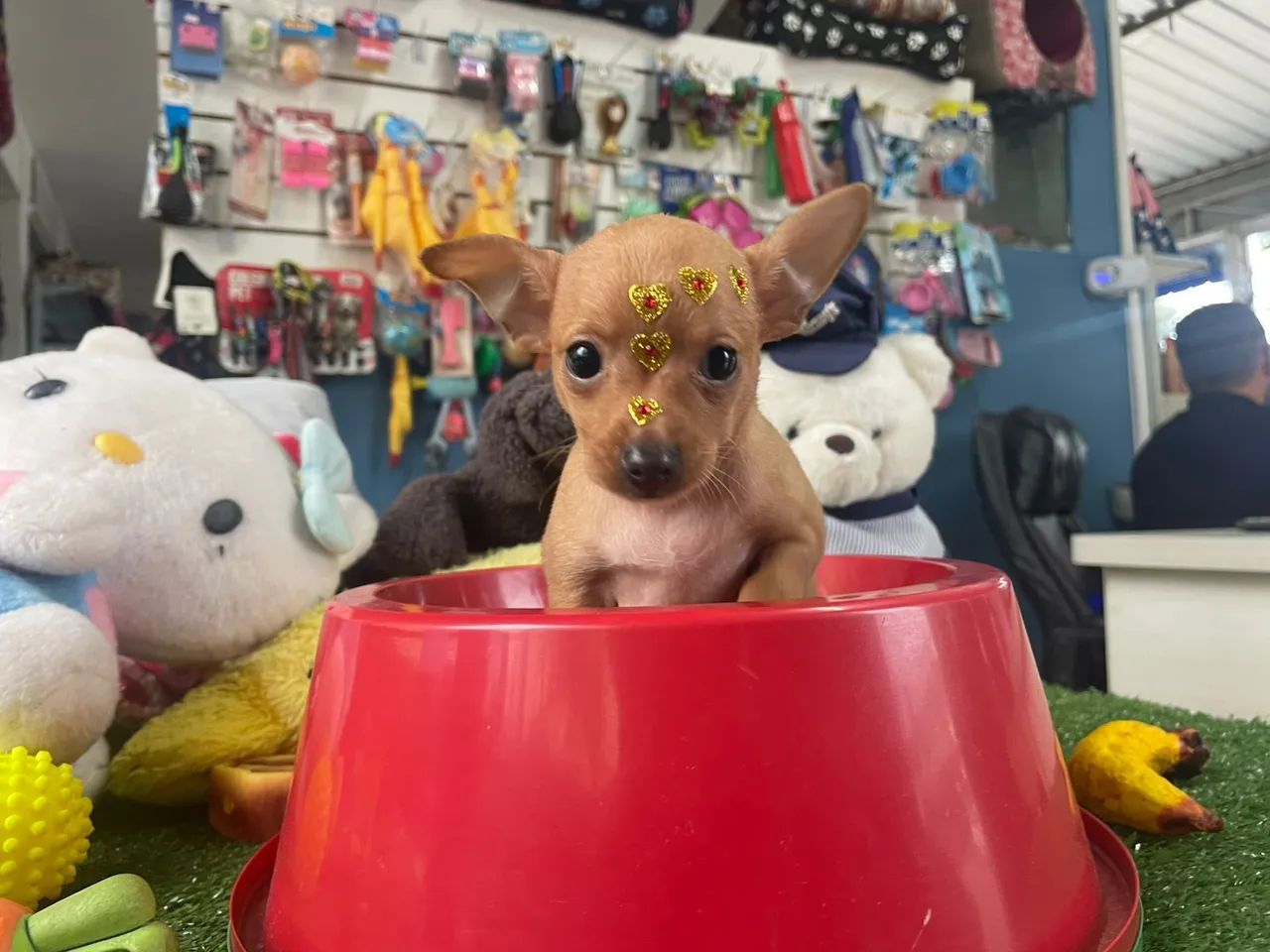 Pinscher mini fêmea cor dourada 