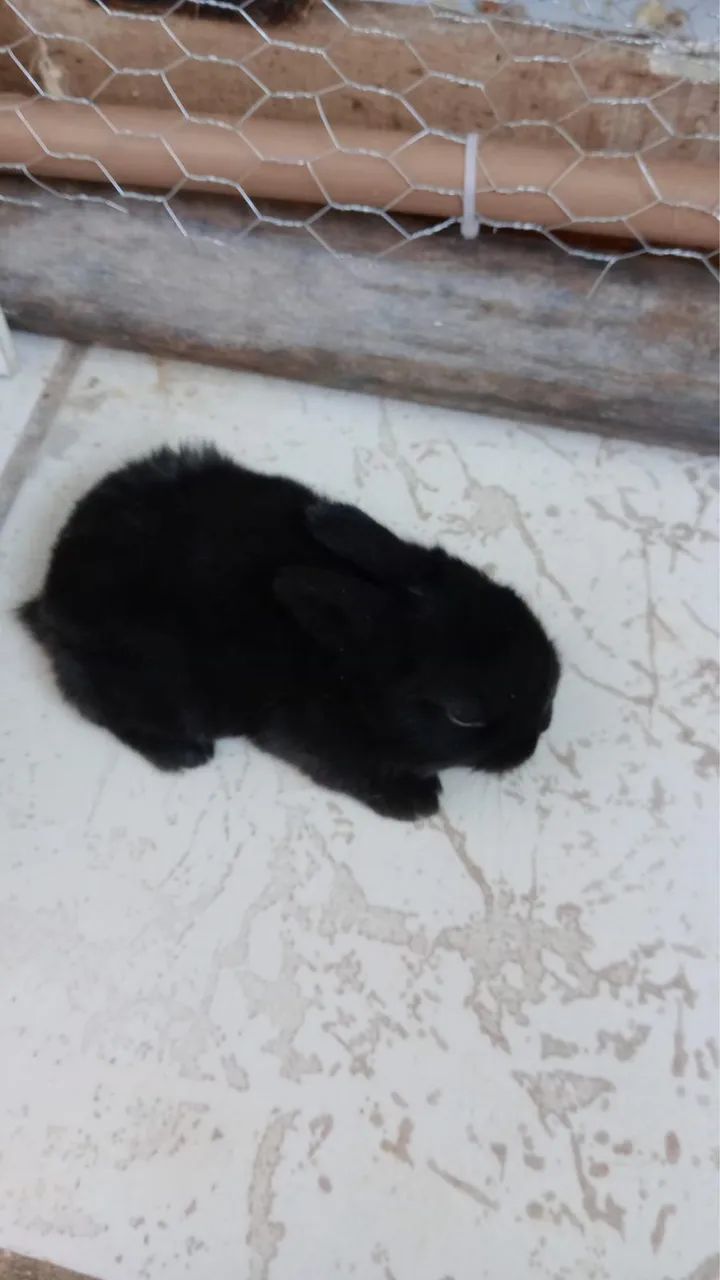 Coelho Mini Loop - Foto 3