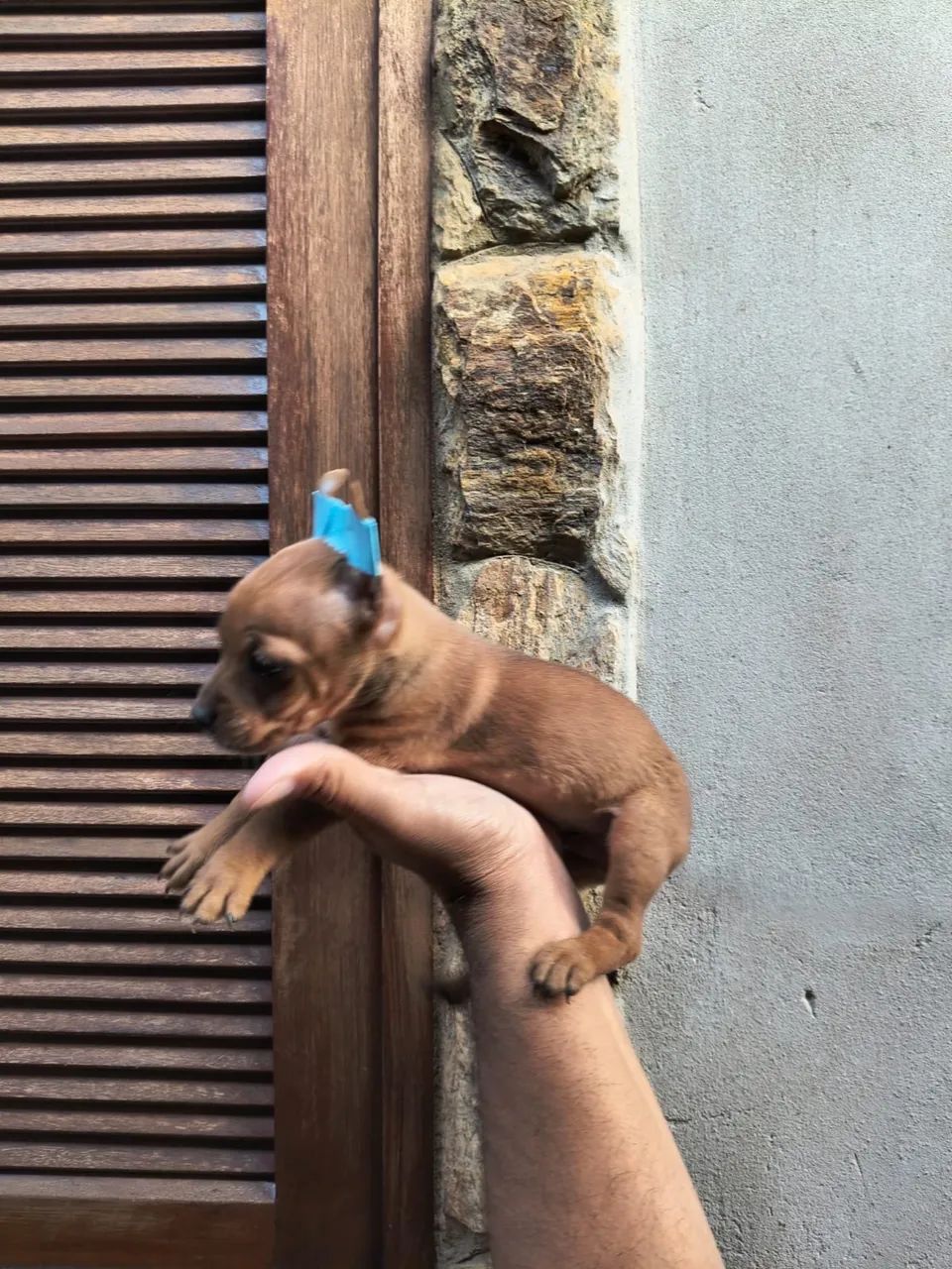 Pinscher lindo