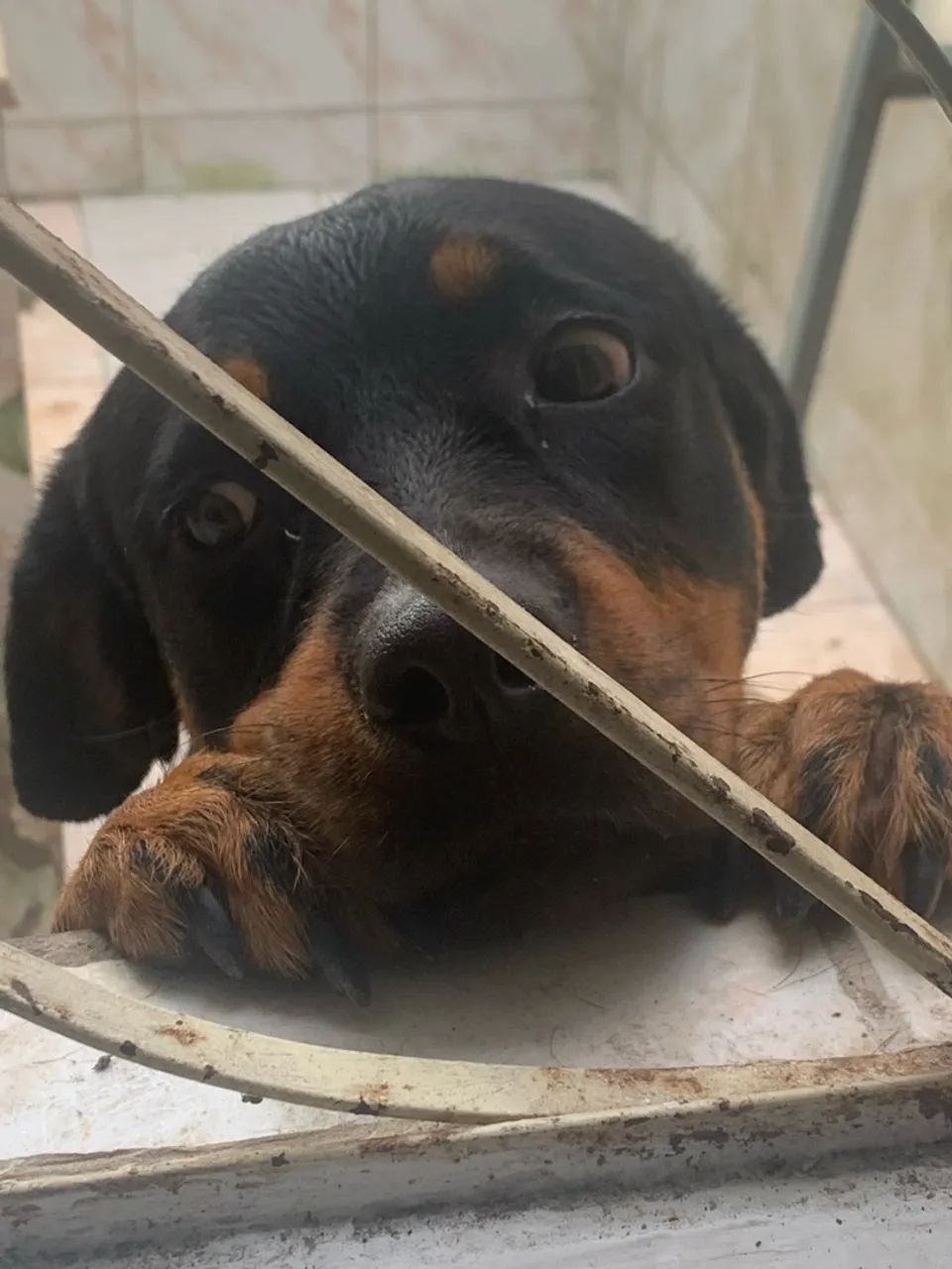 Dog