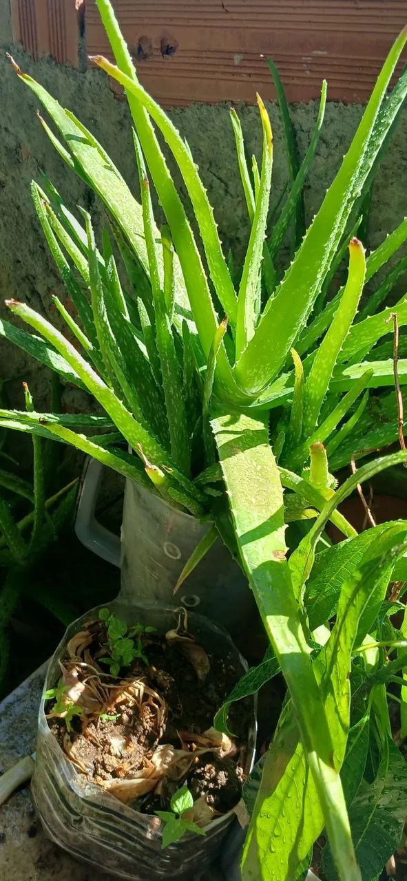 Plantas babosa e aveloz