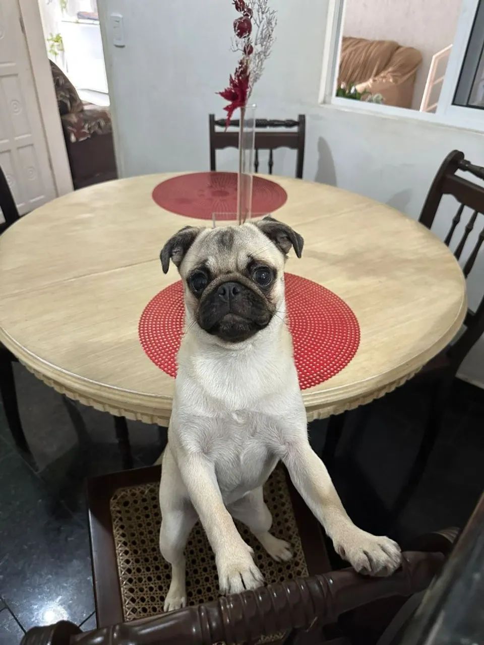 Fêmea Pug  - Foto 3