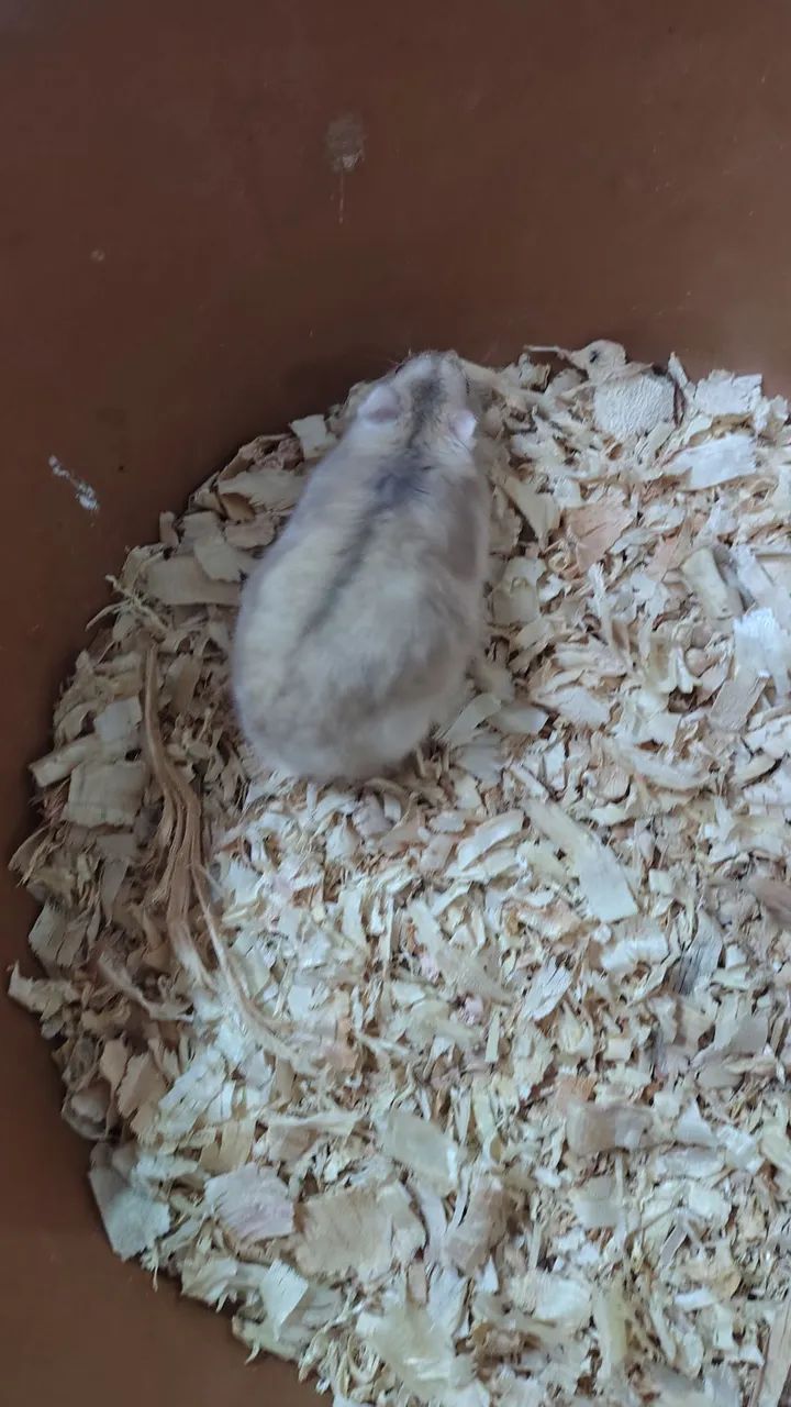 Hamster chinês  - Foto 2