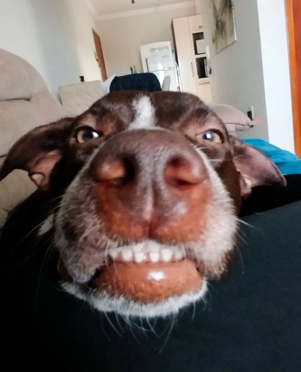 Adoção responsável  - Foto 3