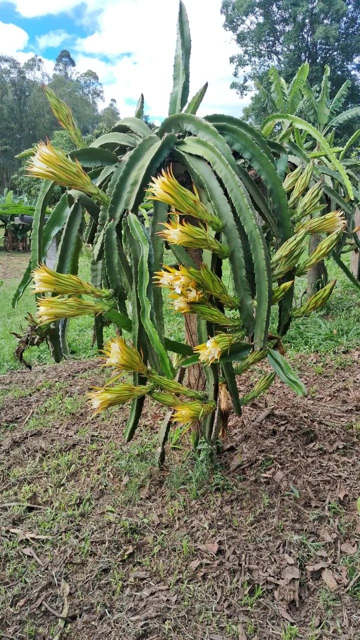 Venda De chácara em cambui 2 km da cidade  - Foto 3