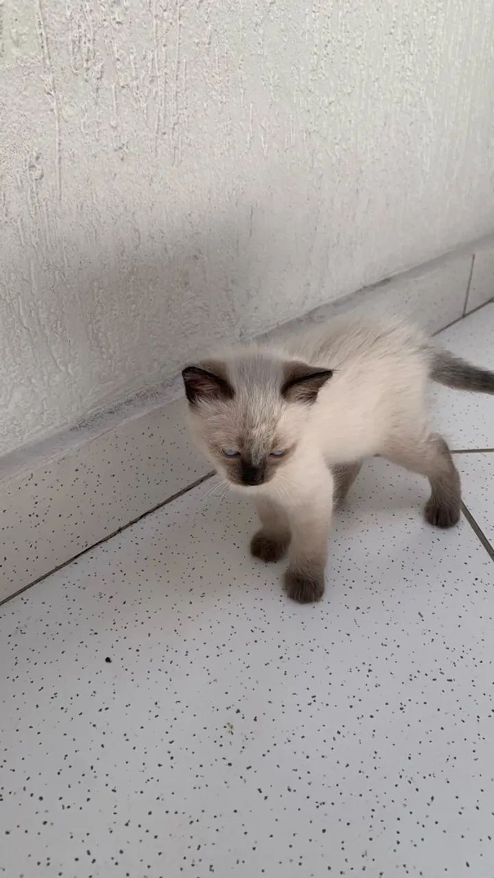 Doação de gato - Foto 4