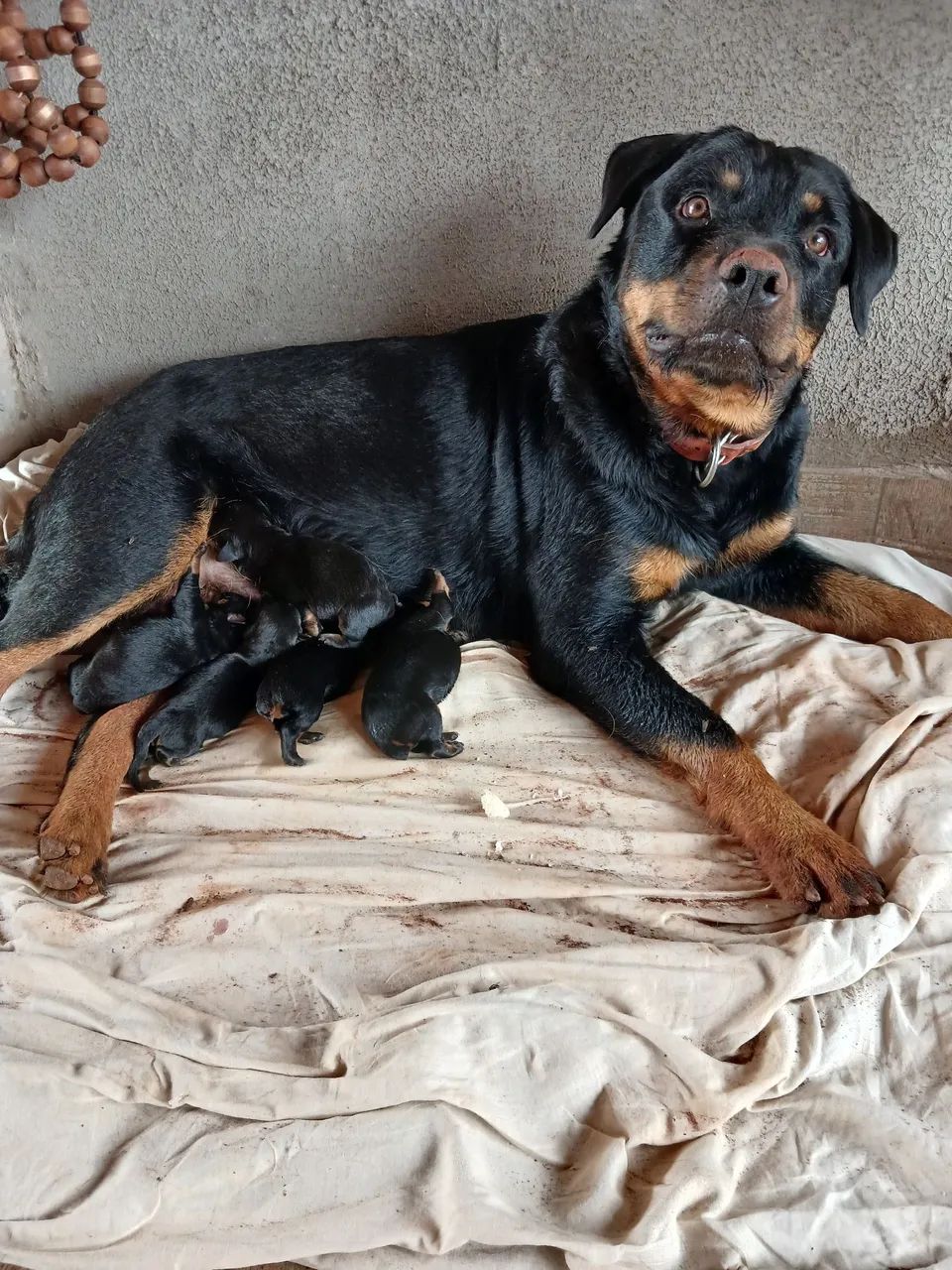 Venda-se rottweiler  - Foto 2