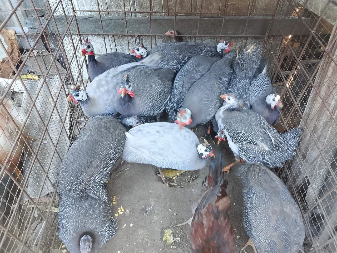 Guiné 
