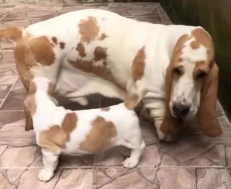 Basset Hound Macho para Cruza / Inseminação - Padrão Internacional