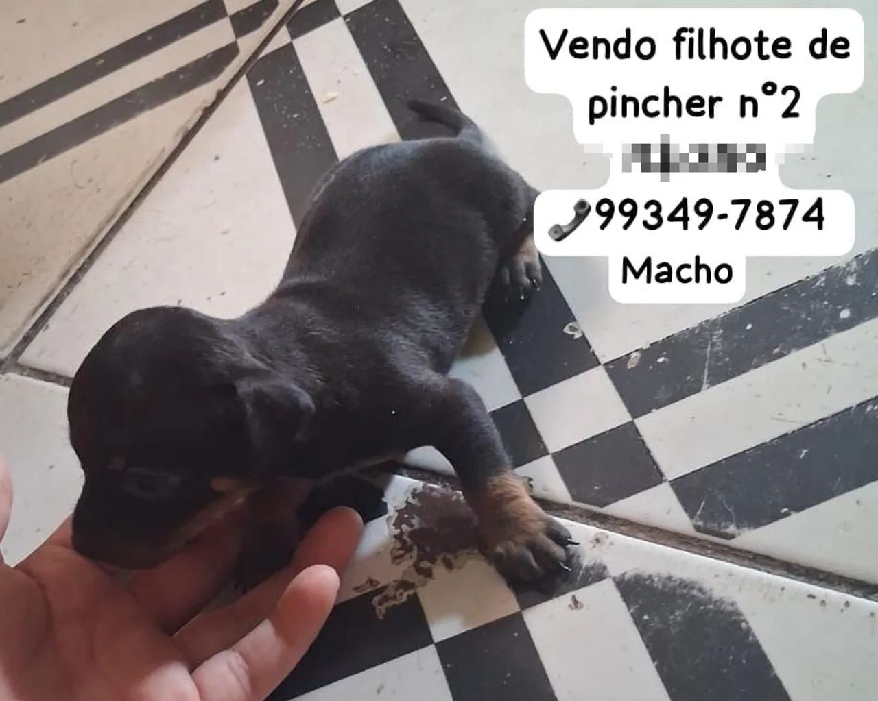 Vende