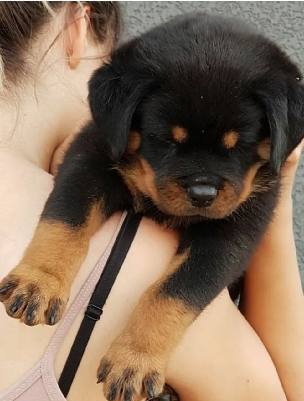 Rottweiler alemão big  - Foto 2
