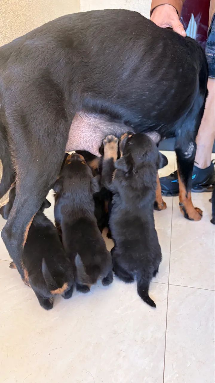 cachorro rottweiler  - Foto 5
