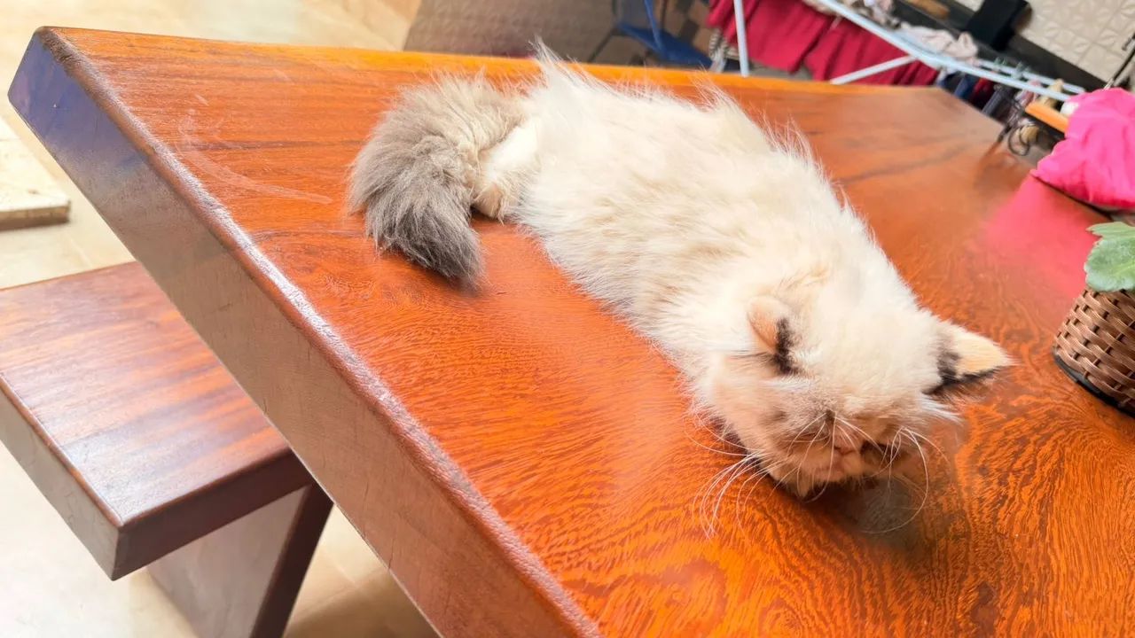 Gato Persa 65093397266945122