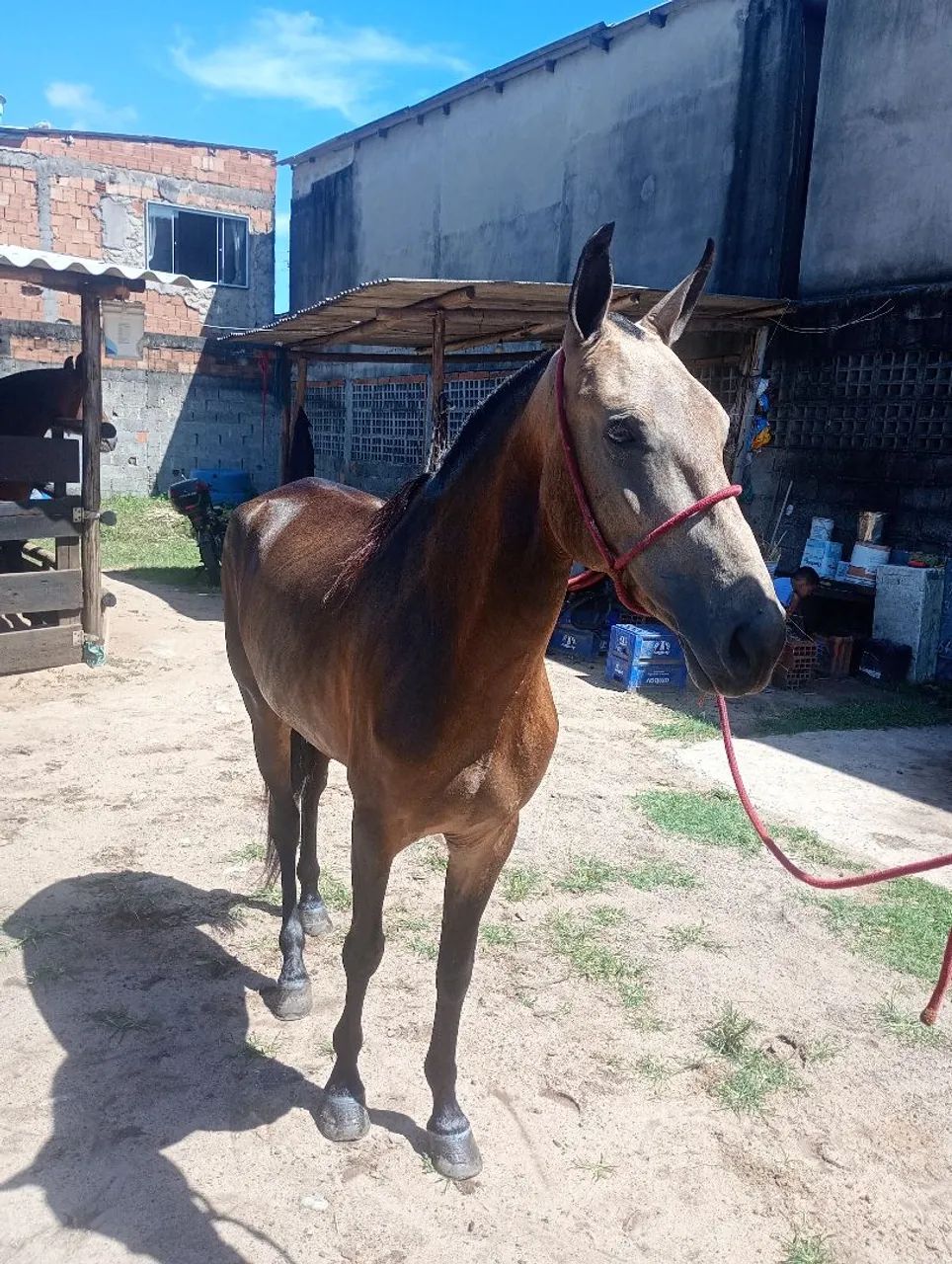 Égua boa de sela marcha picada serve pra qualquer um montar  - Foto 4