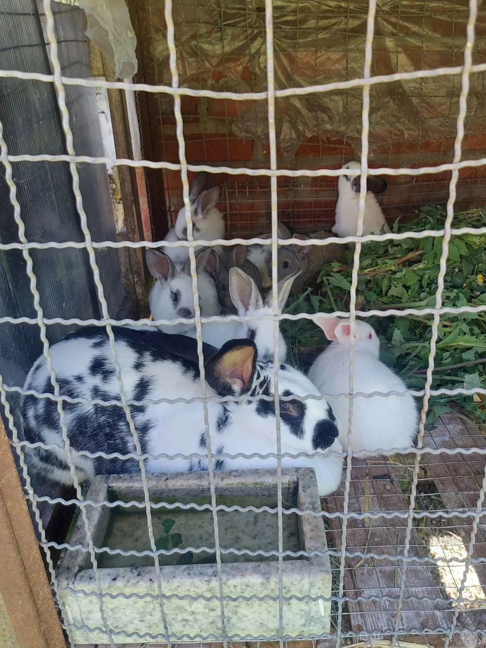 Coelhos