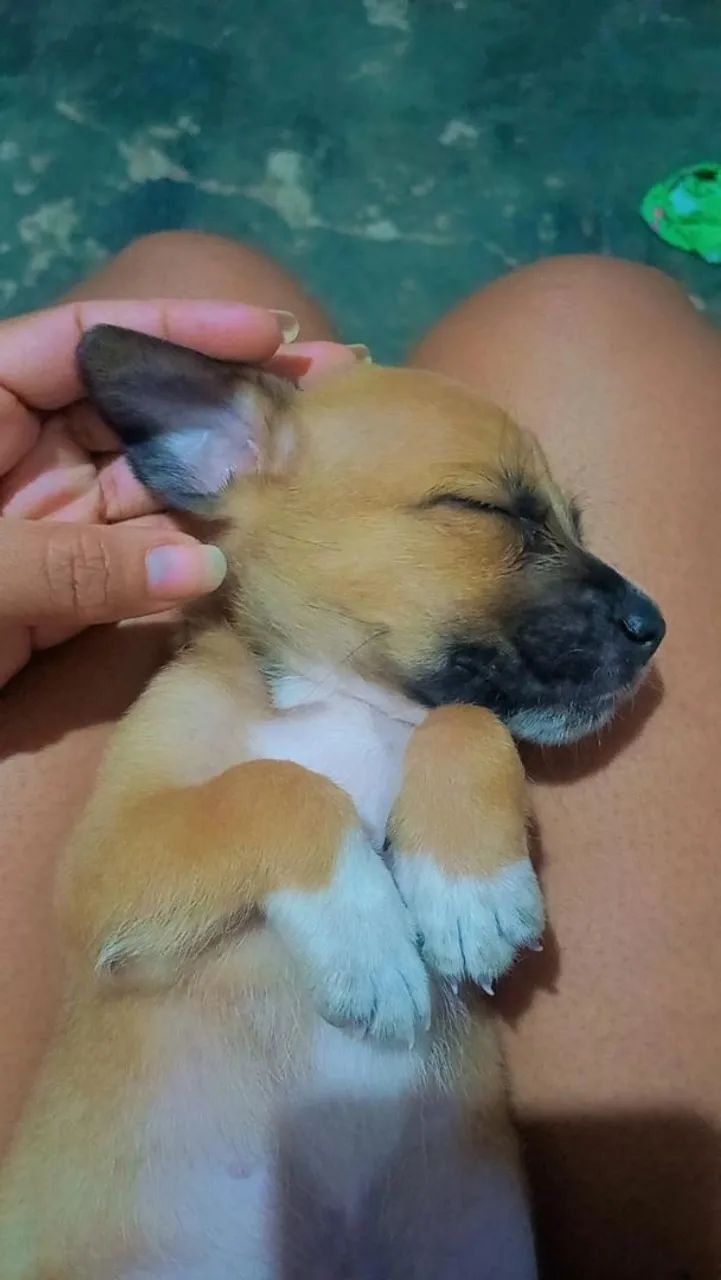 Cachorro  - Foto 3