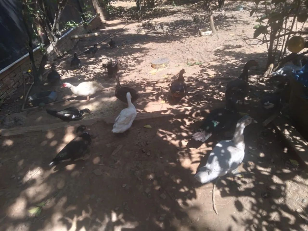 Vende-se Patos