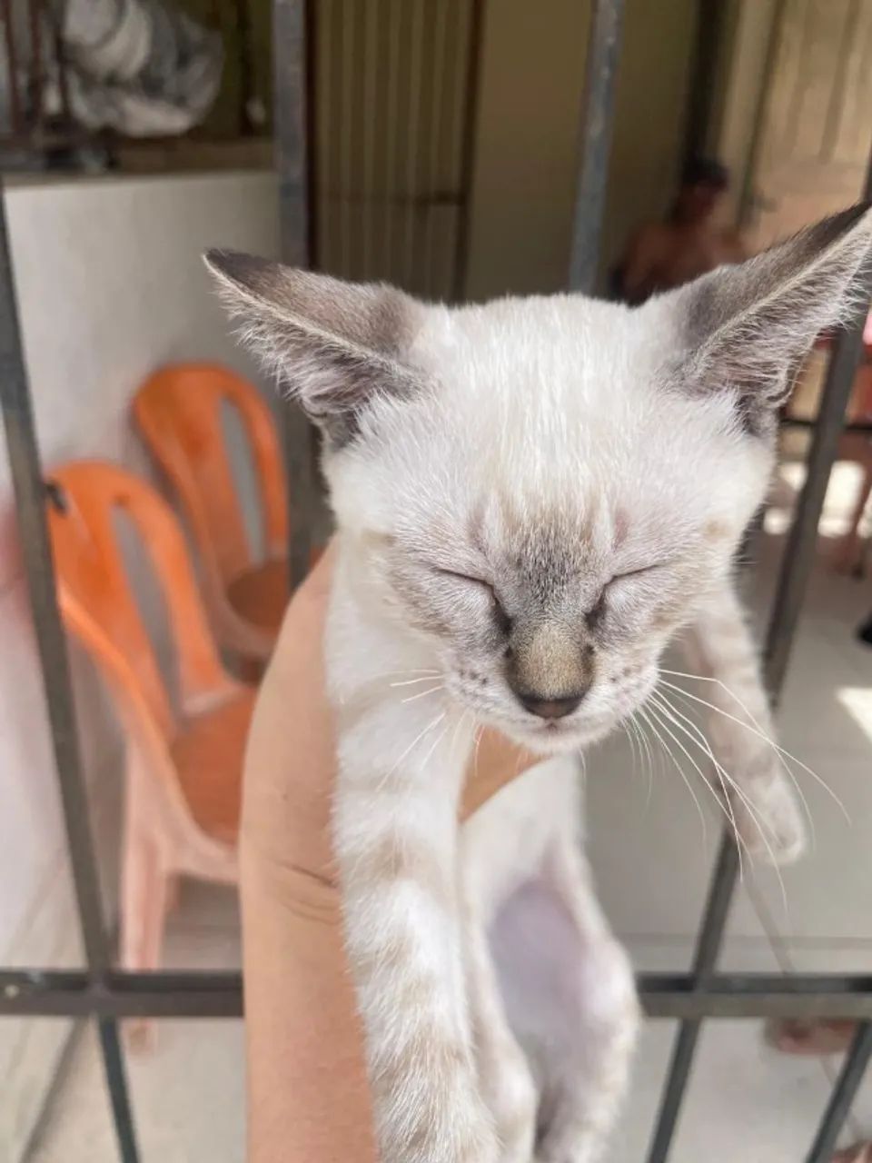 Gatinha bebê para adoção - Foto 4