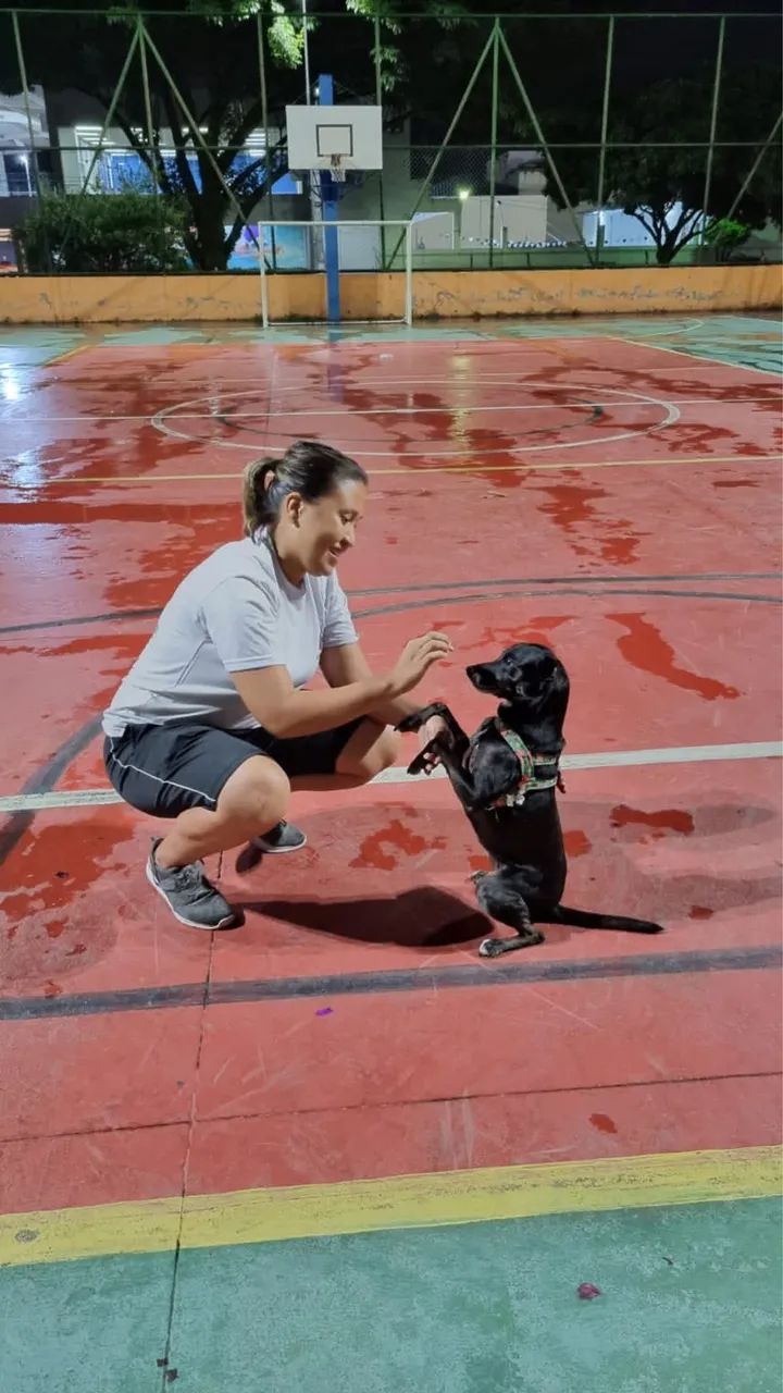 Adestramento de Cães - SJC e região  - Foto 2