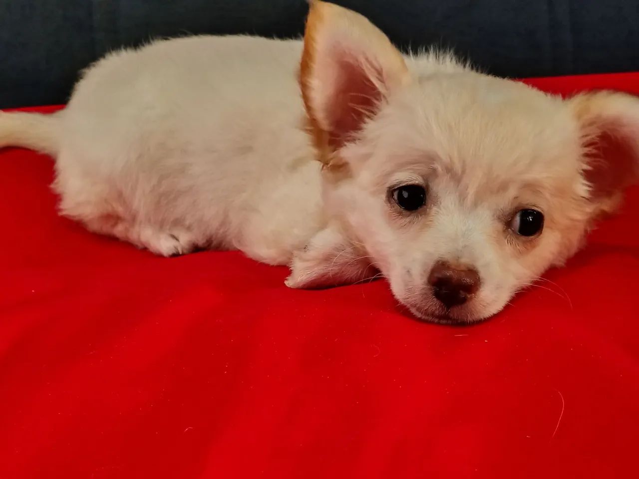 Chihuahua  - Foto 2