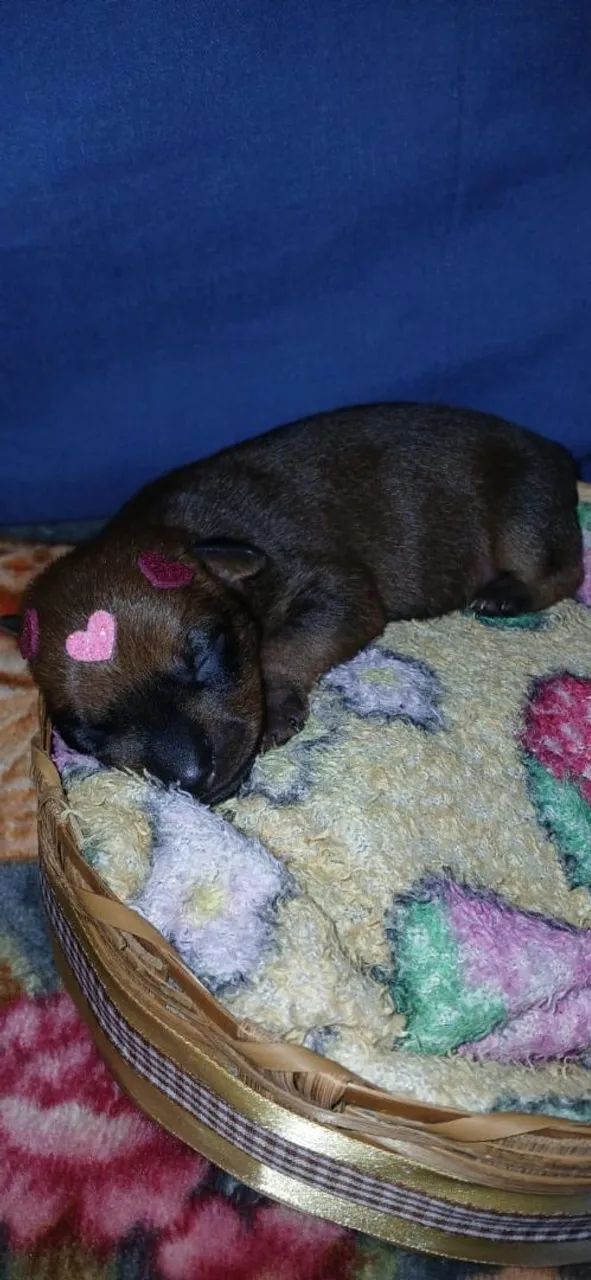 Pincher - Foto 3