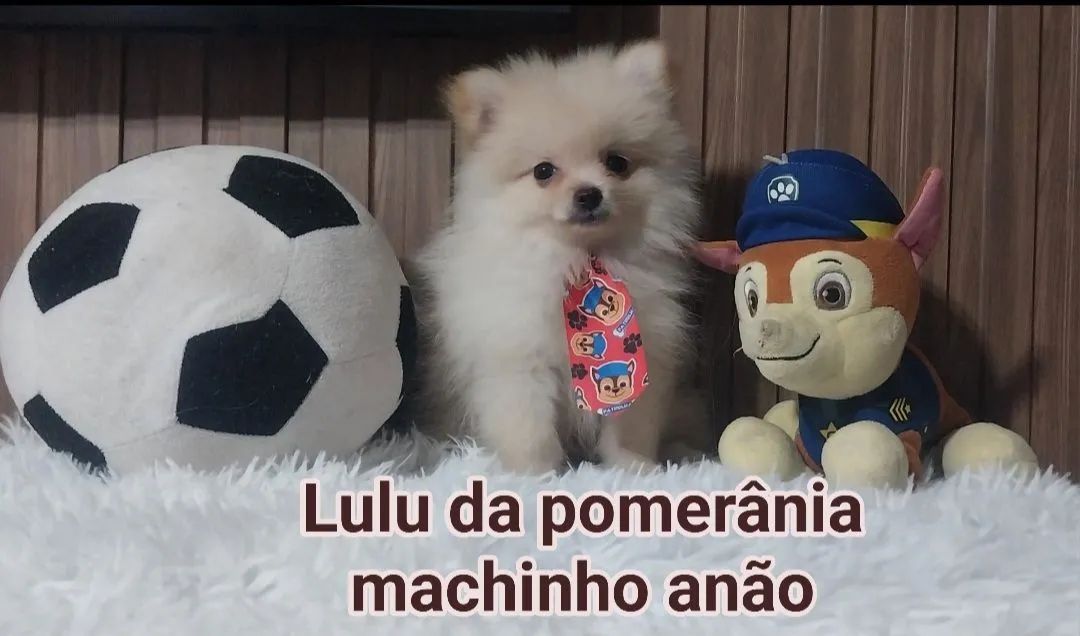 Lulu da pomerânia machinho anão perfeitinho