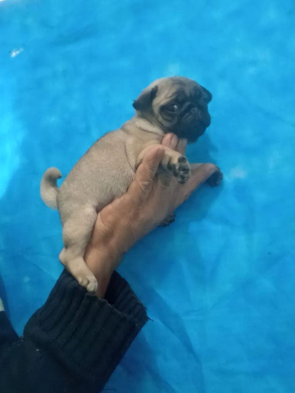Filhote de Pug Abricot e Preto - Fêmea e Macho - Foto 4