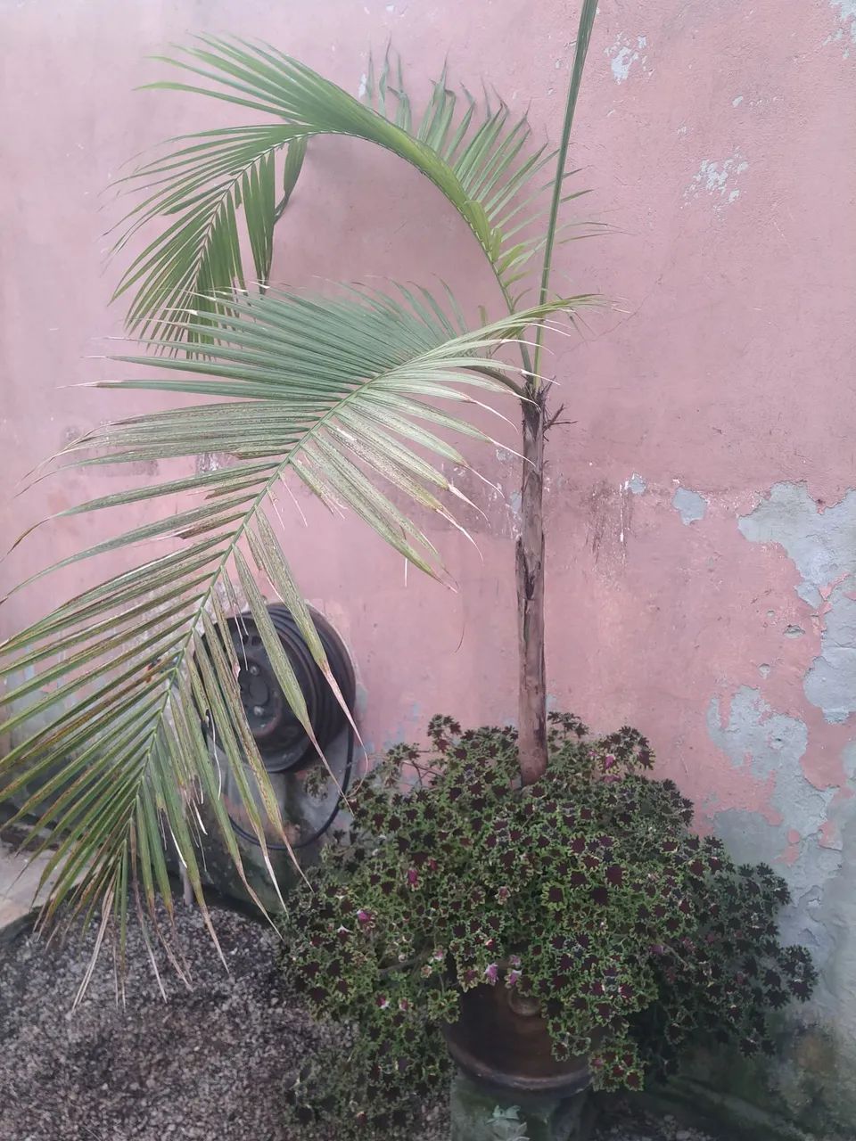 Palmeira em vaso concreto  - Foto 2
