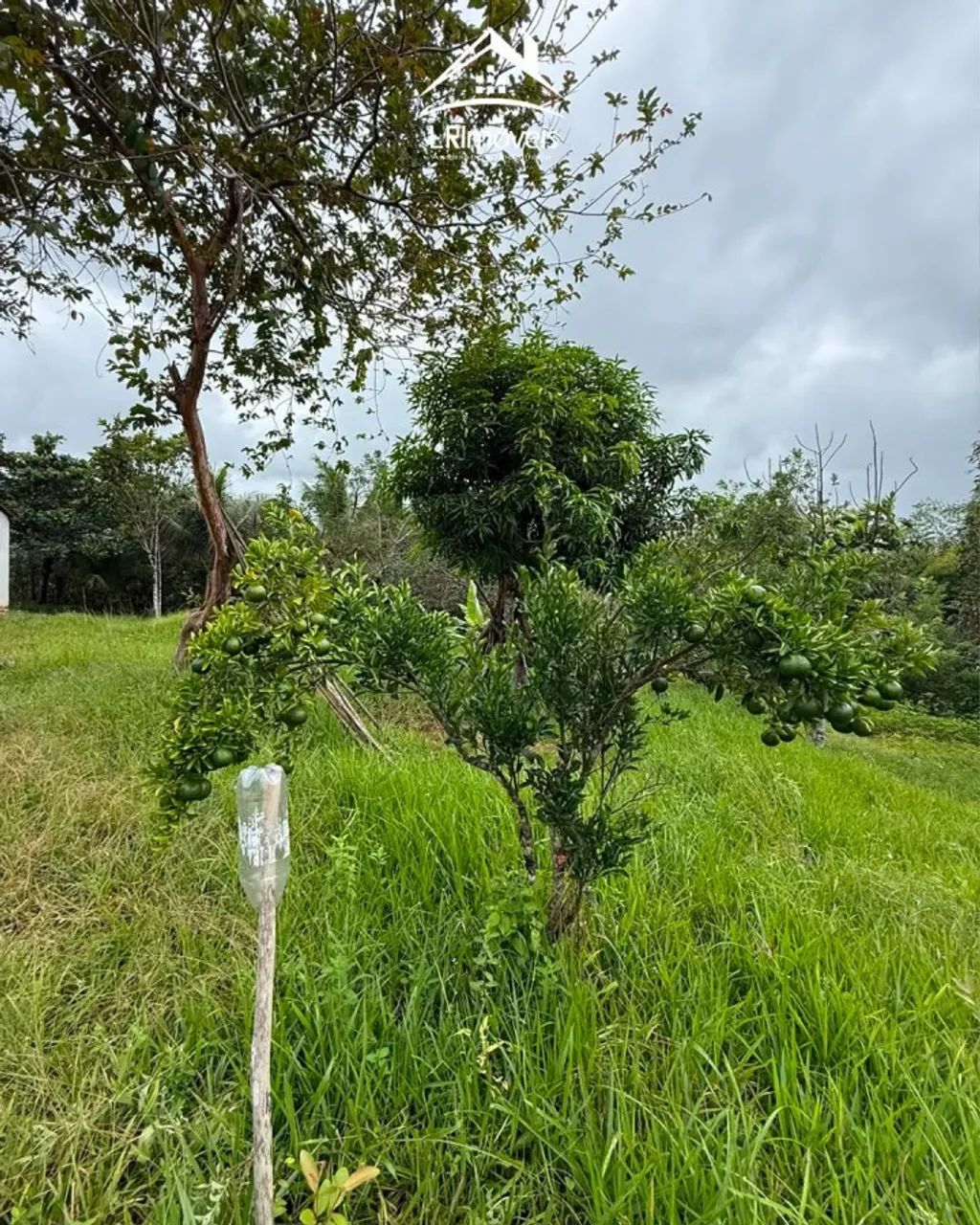 Sítio para Venda em Flexeiras, 2 dormitórios, 1 banheiro - Foto 4