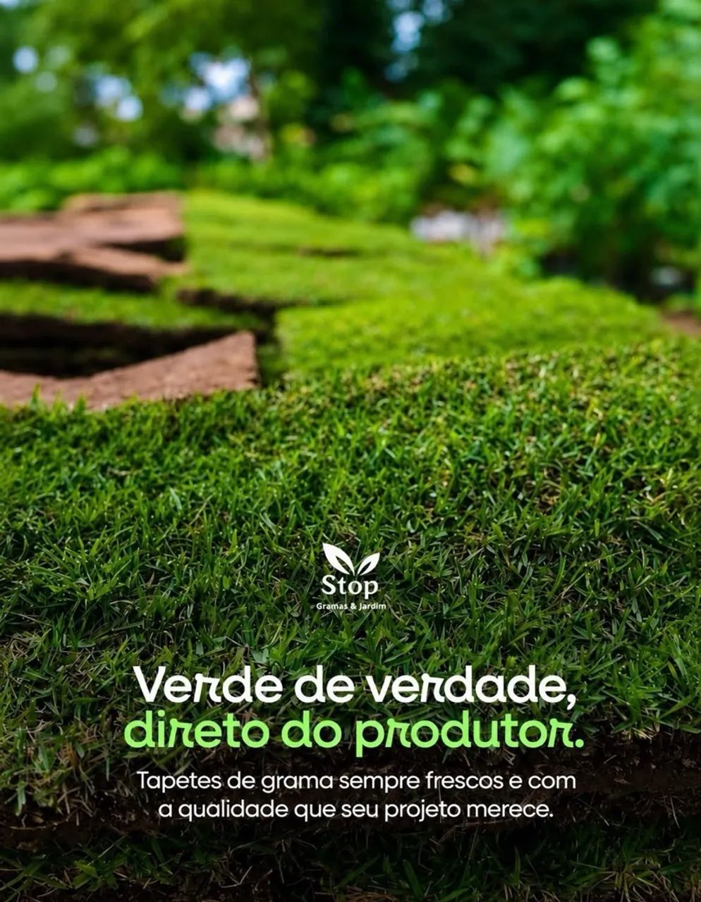 Grama Esmeralda  - Foto 2
