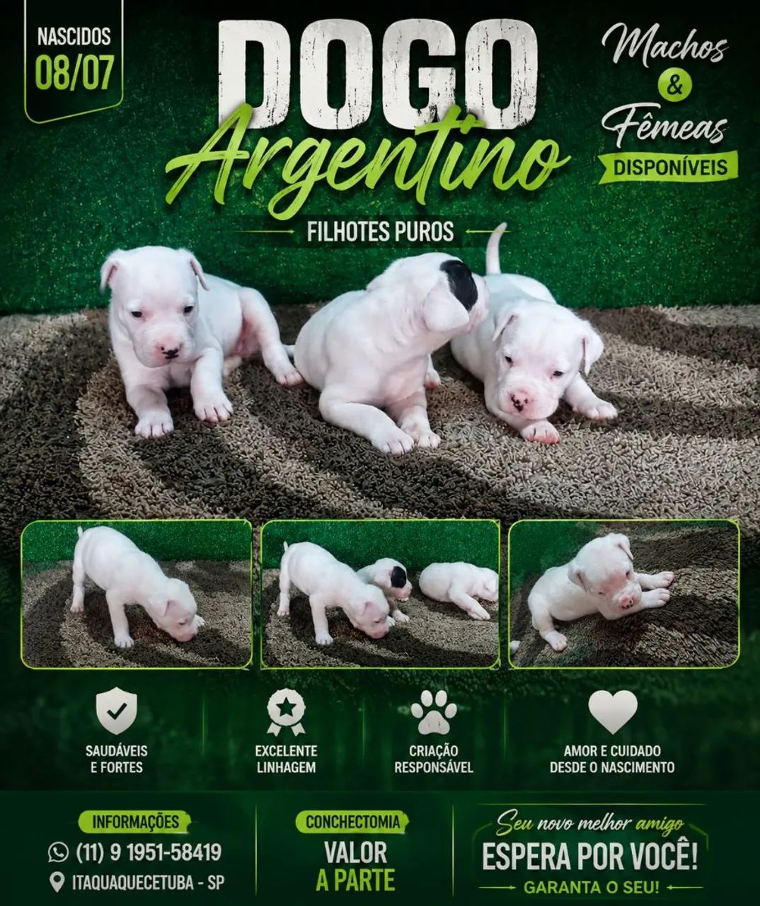 Dogo argentino  - Foto 2