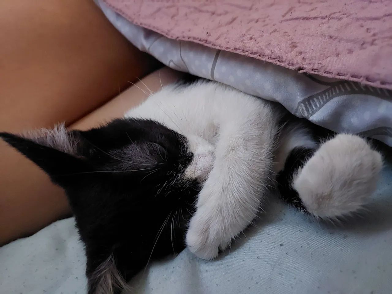 Doação de gatinha  - Foto 6