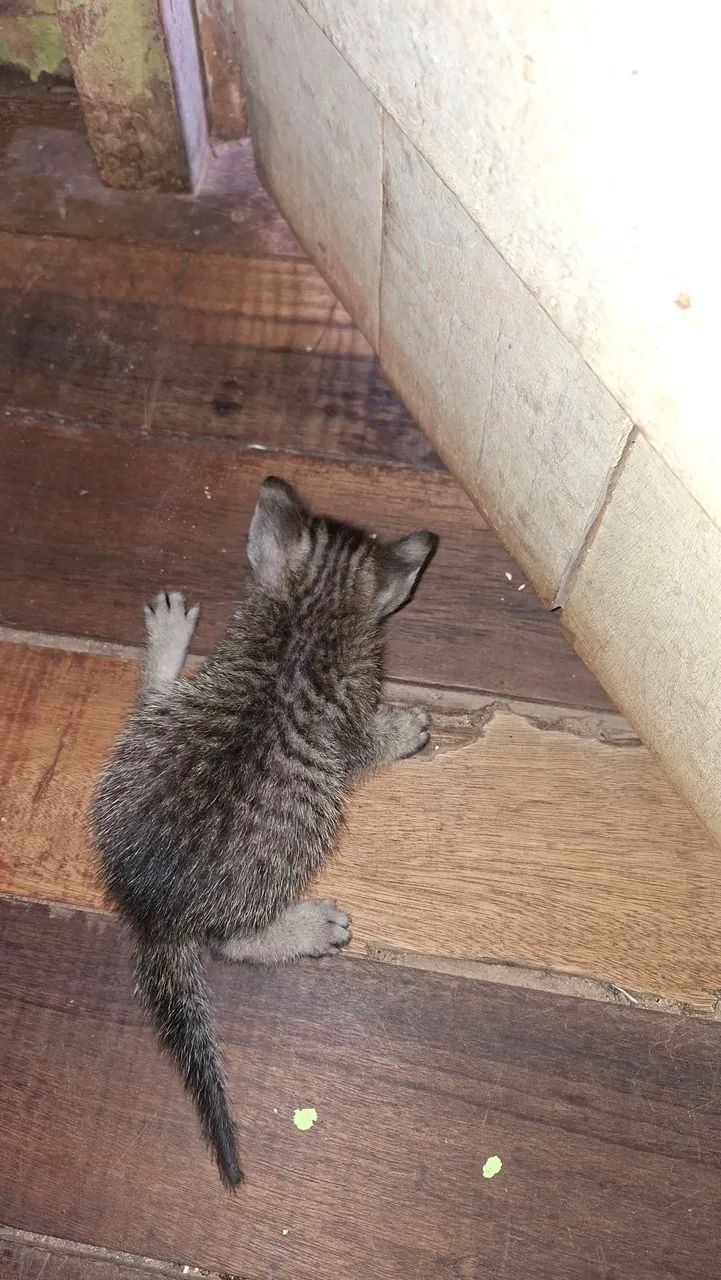 Filhotes de gatinho - Foto 2