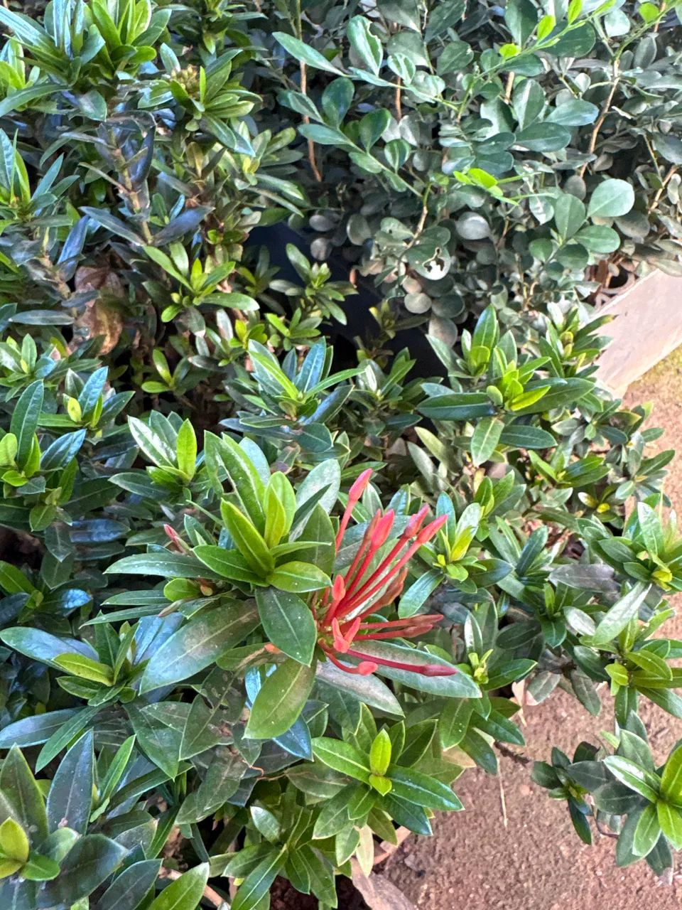 Muda de mine Ixora vermelha  - Foto 2