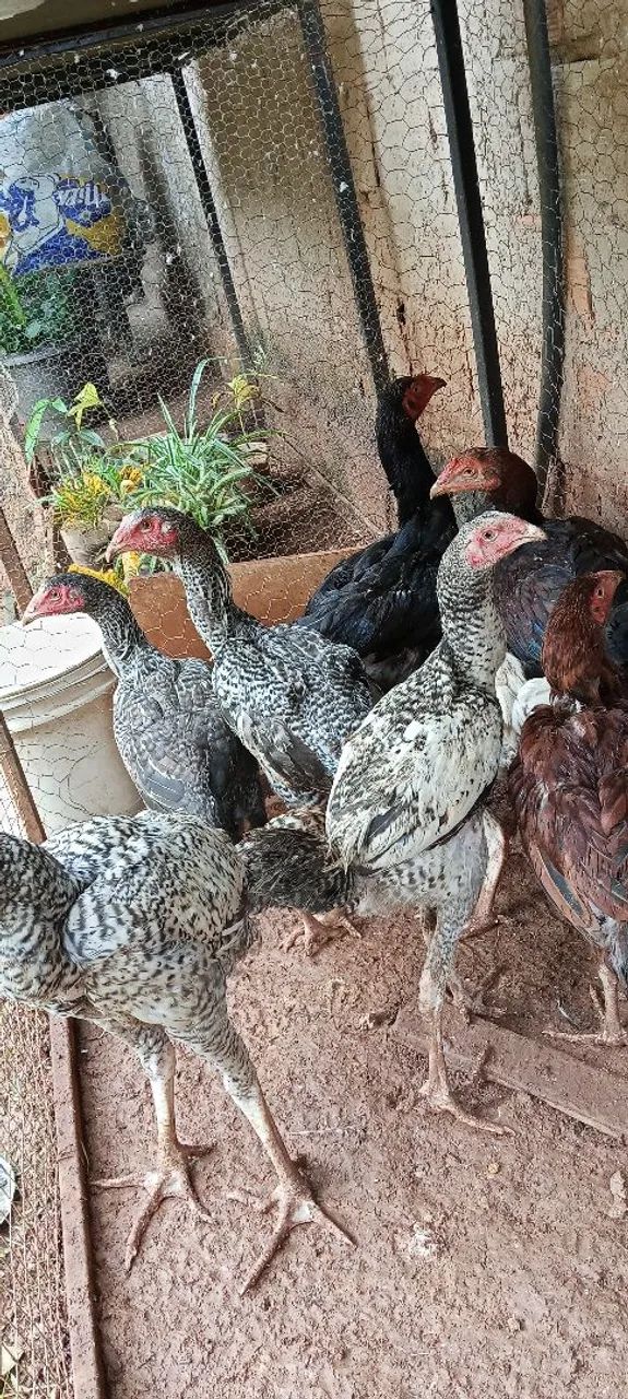 Frango caipira  - Foto 2