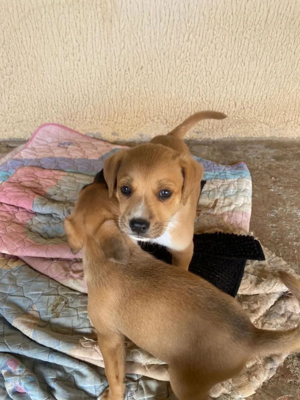 Cachorros para doação  - Foto 2