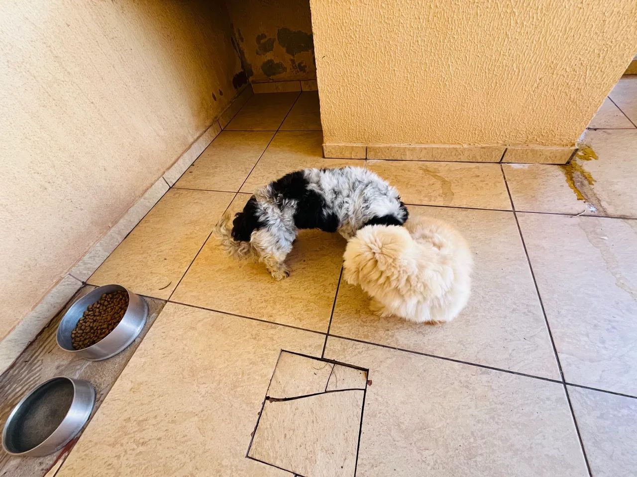  Doação de cachorro  - Foto 5
