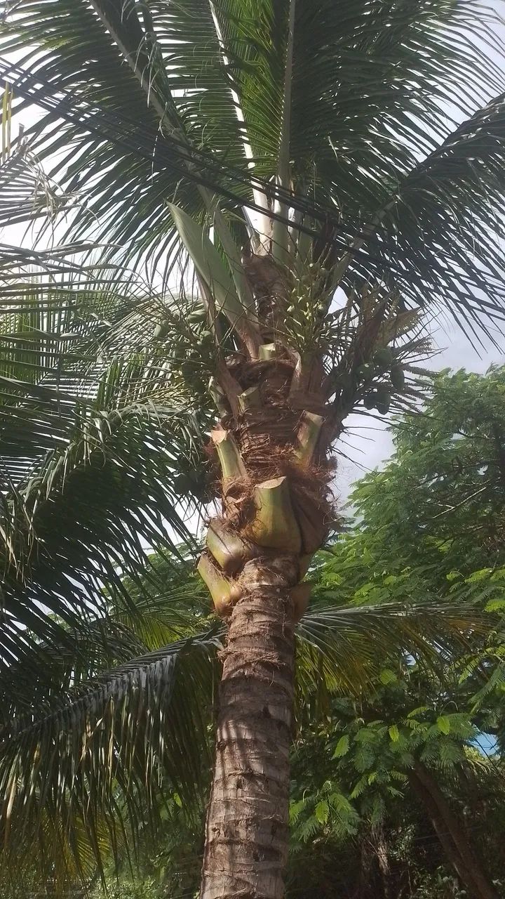 Corte e poda de árvores e coqueiros.  - Foto 4