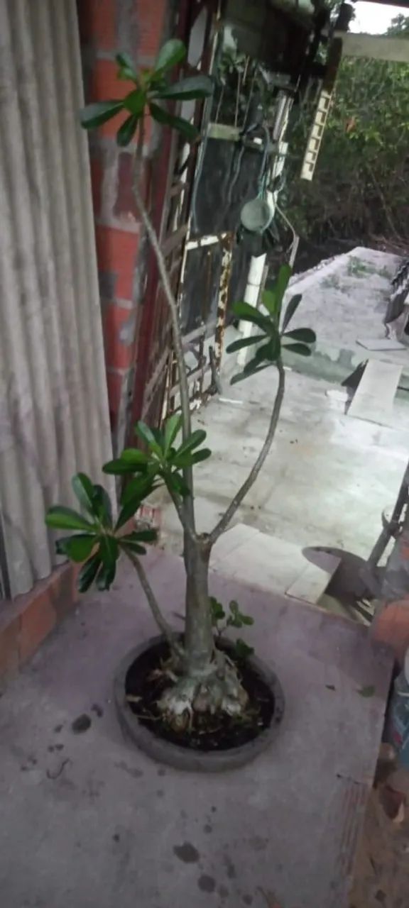 Rosa do Deserto - Foto 5