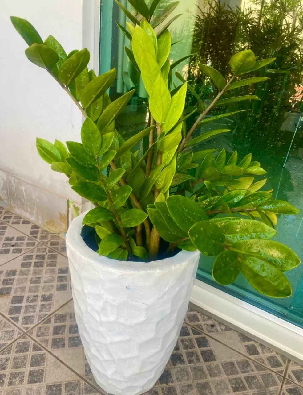 Plantas 
