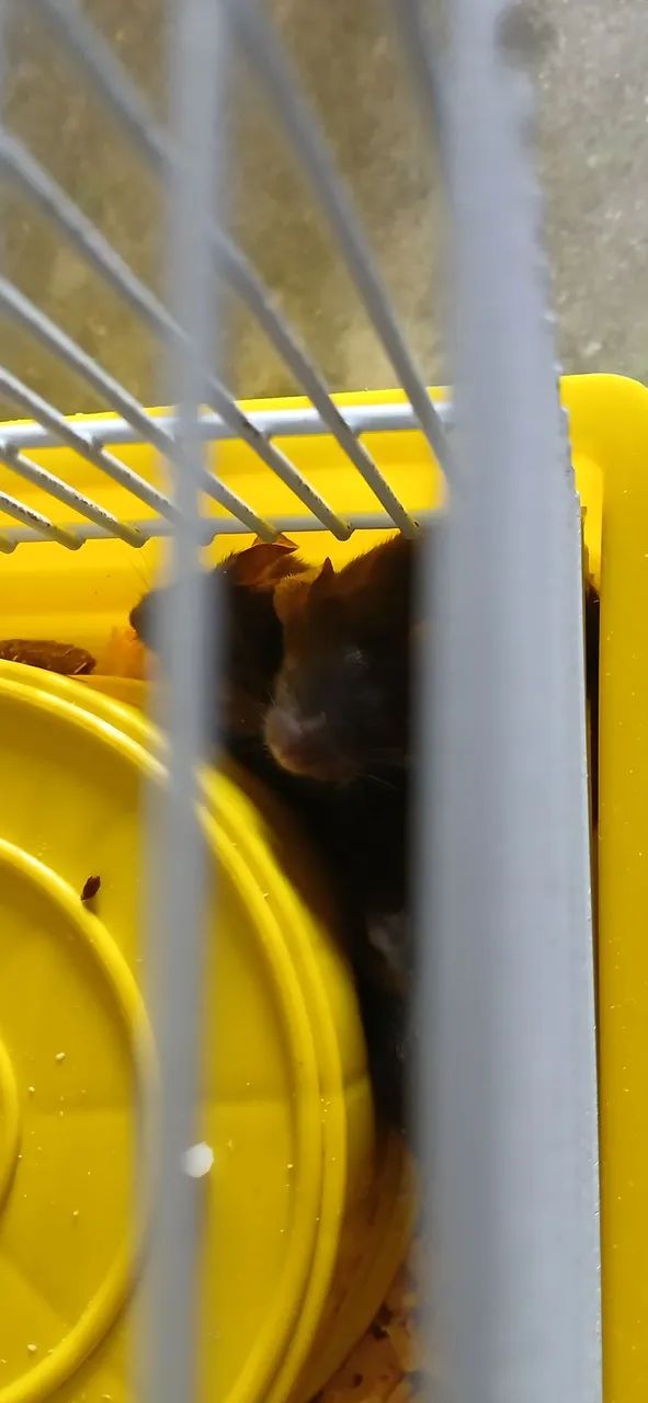 Mice64962660930435123