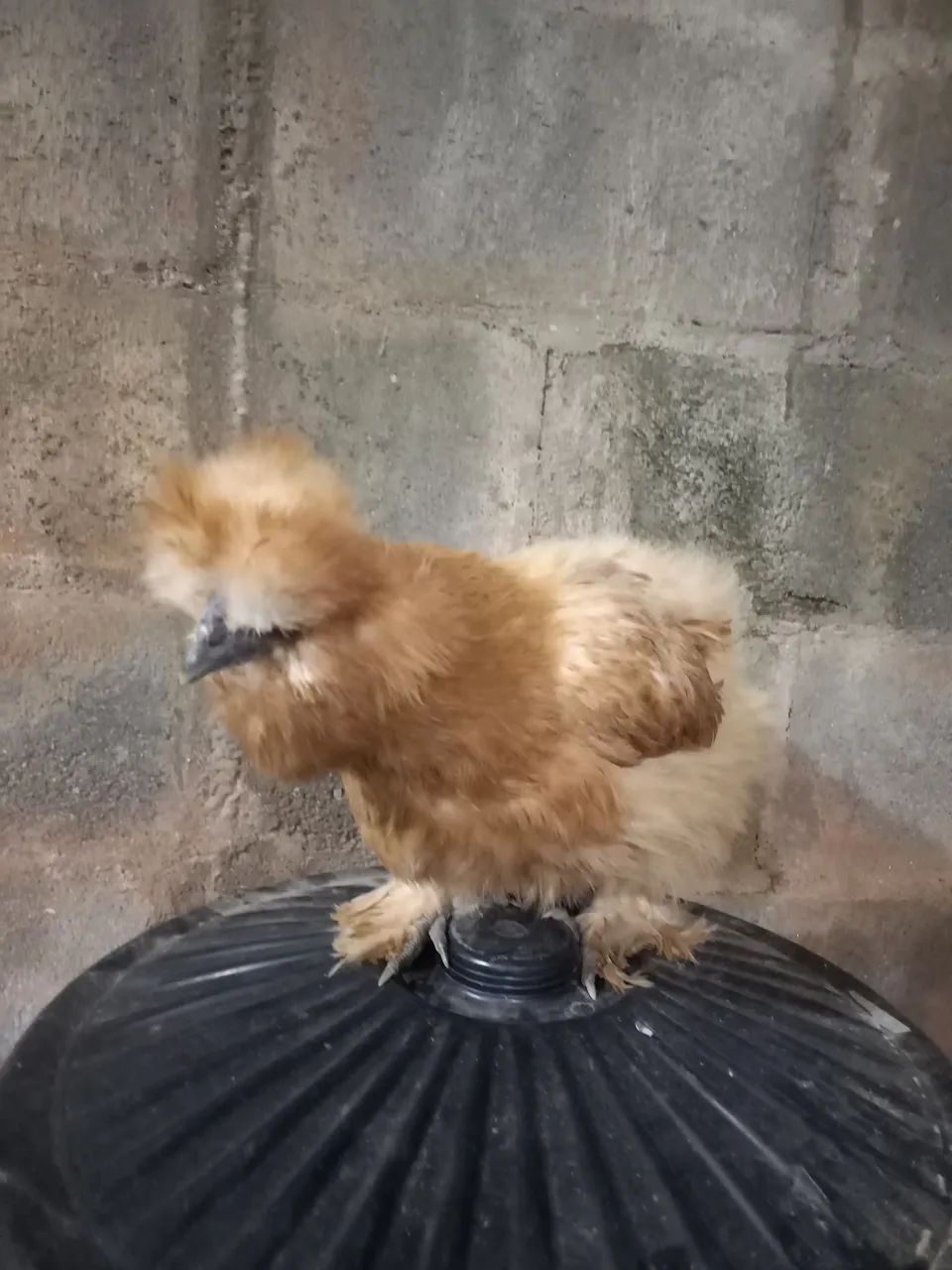 Sedosa do japão buff - Foto 2