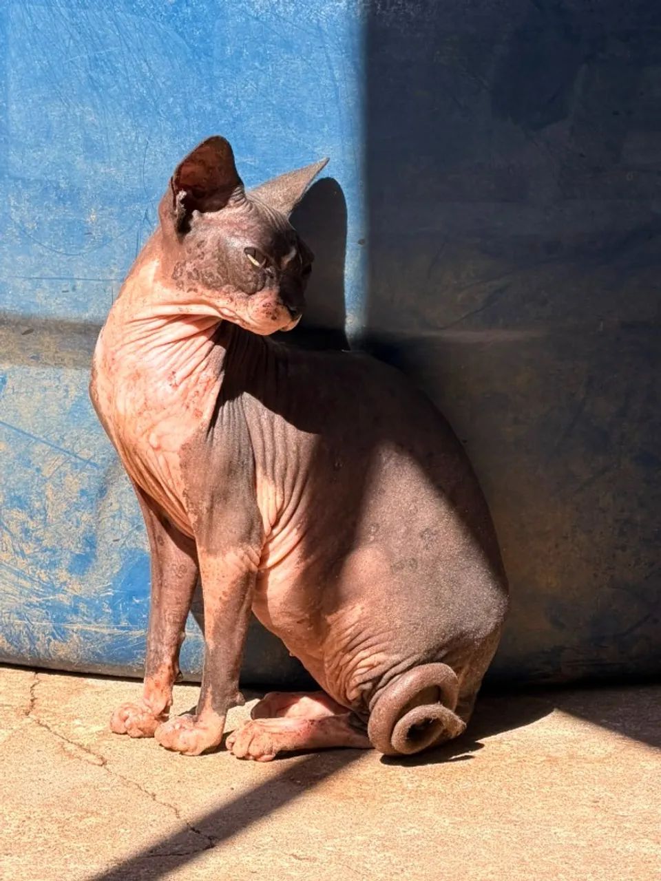 Sphynx macho reprodutor - Foto 2