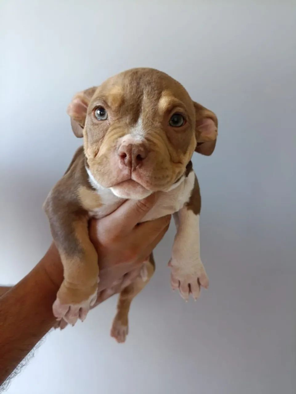 American Bully com pedigree  - Foto 2