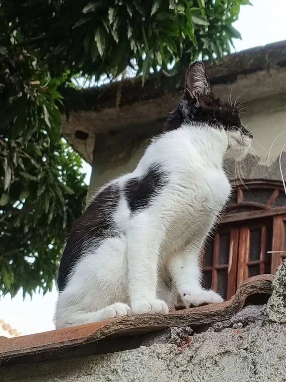 Gatinha frajolinha, pura fofura! Olha esse narizinho! - Foto 2
