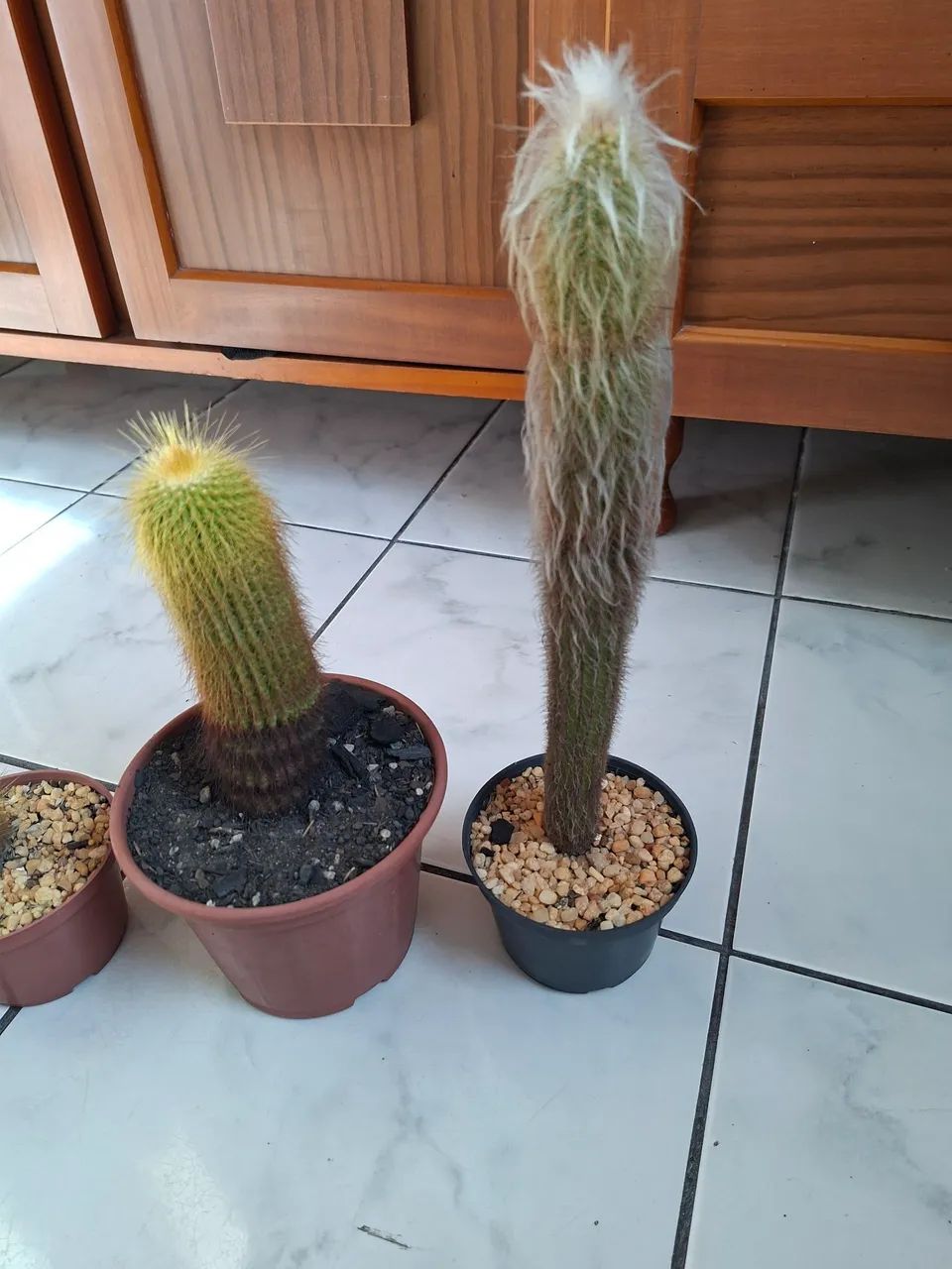 Cactos - Foto 2
