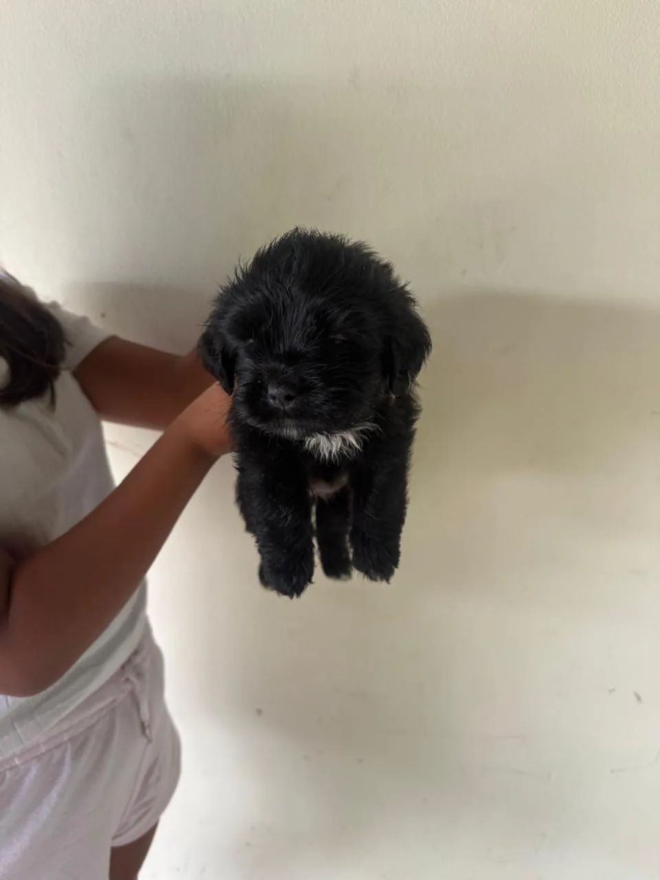 Vendo cachorro 
