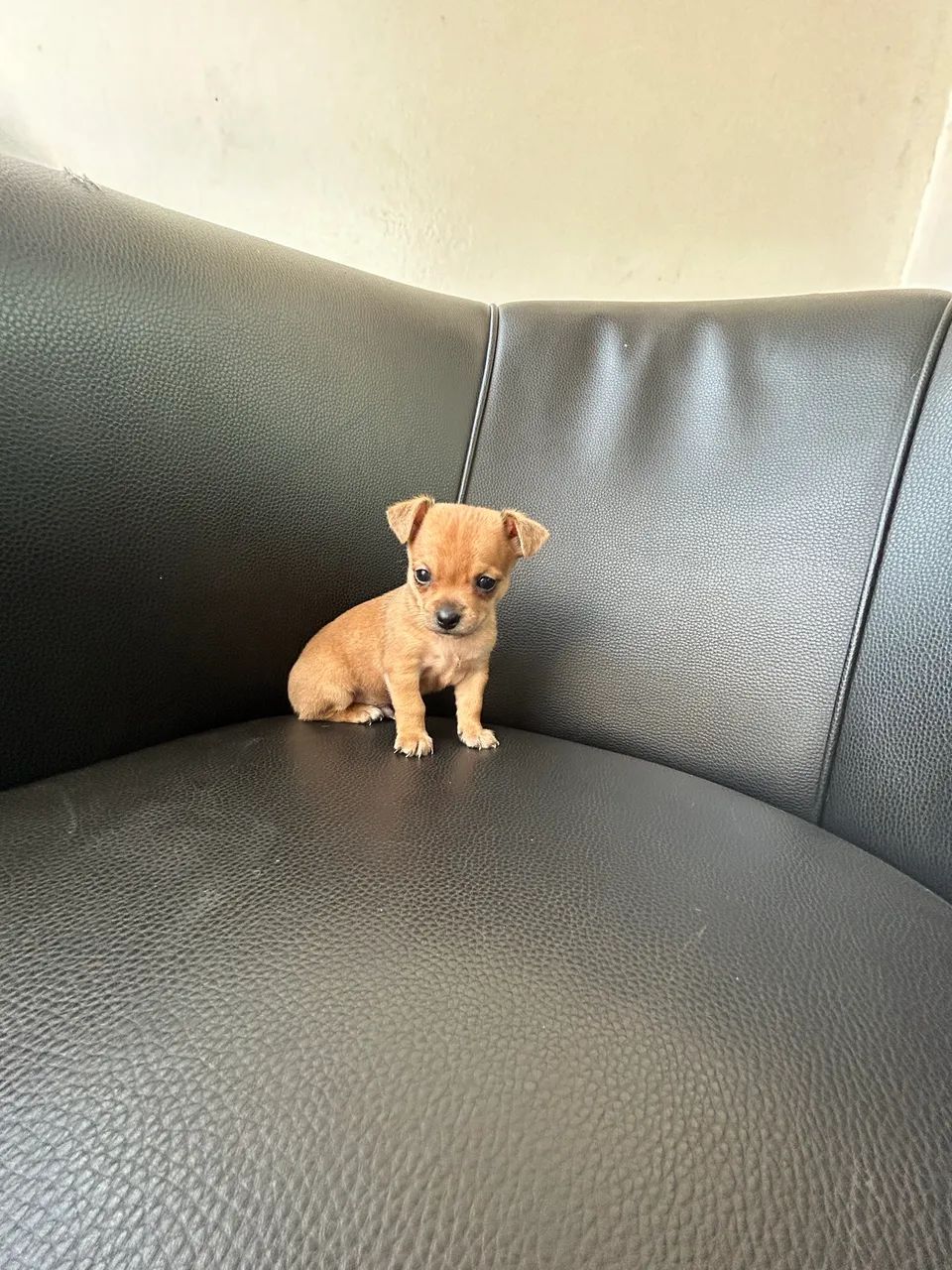 Pinscher zero