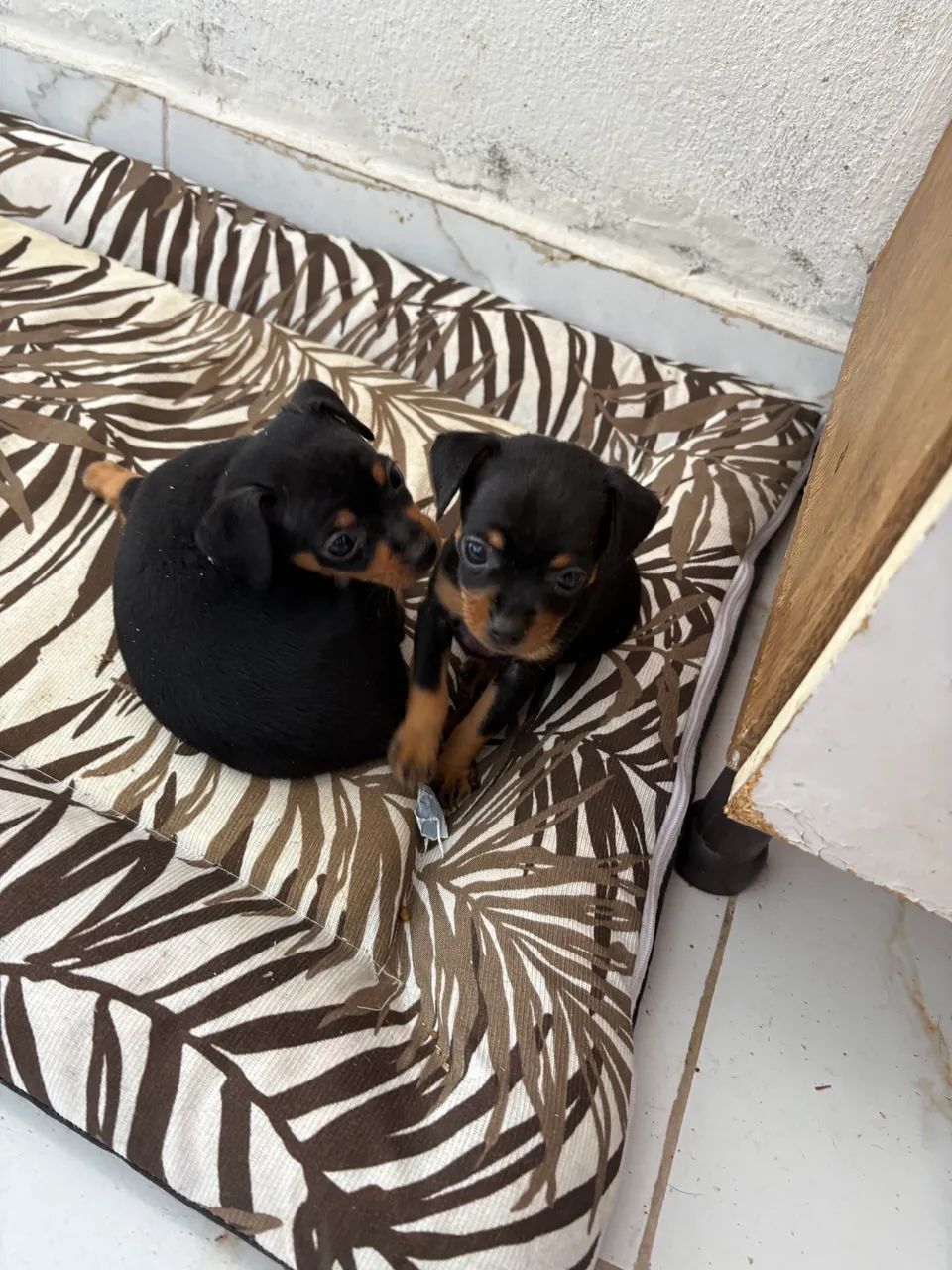 Cachorro macho pinshche - Foto 2