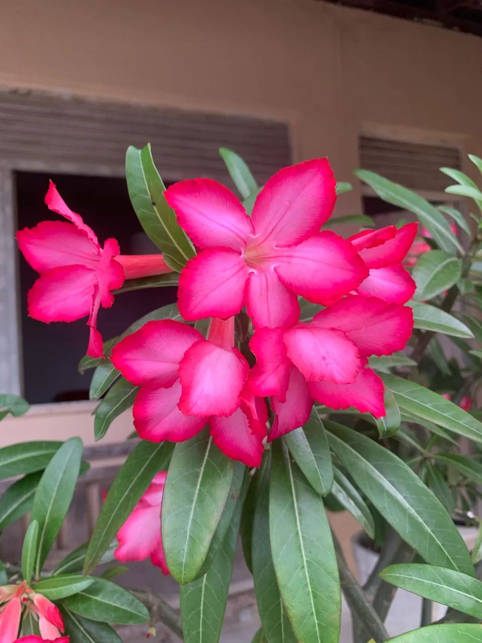 Rosa do Deserto  - Foto 4